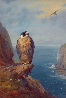 A Peregrine Falcon Perched on a Sea Cliff