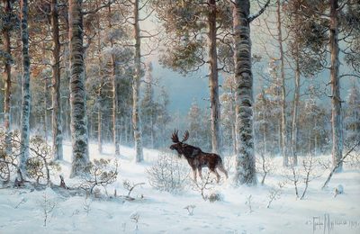 Elk in the Snow