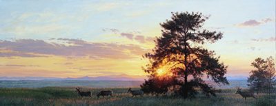 Evening Light