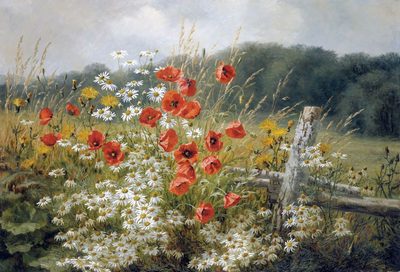 Poppies and Daisies