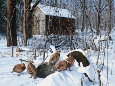 Secluded Hideaway - Quail