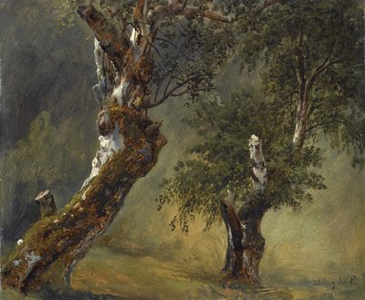 Studie Av Trær (Study of Trees)