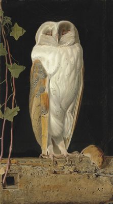 The White Owl